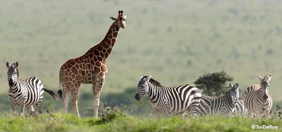Reticulated giraffe (Giraffa camelopardalis reticulata) & Plains