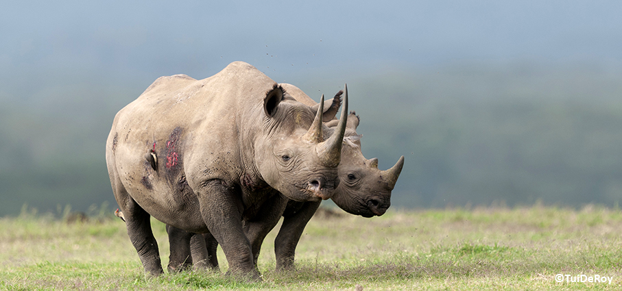Black rhino (Diceros bicornis)